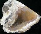 Agatized Fossil Coral Geode - Florida #22423-3